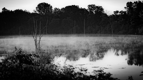 FoggyMorning-8289