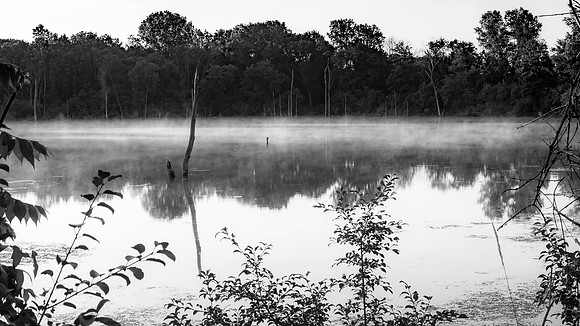 FoggyMorning-8275